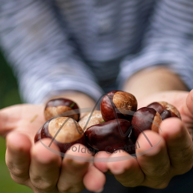 2023 New Cropfirst Quality Foods Raw Organic Fresh Chestnuts