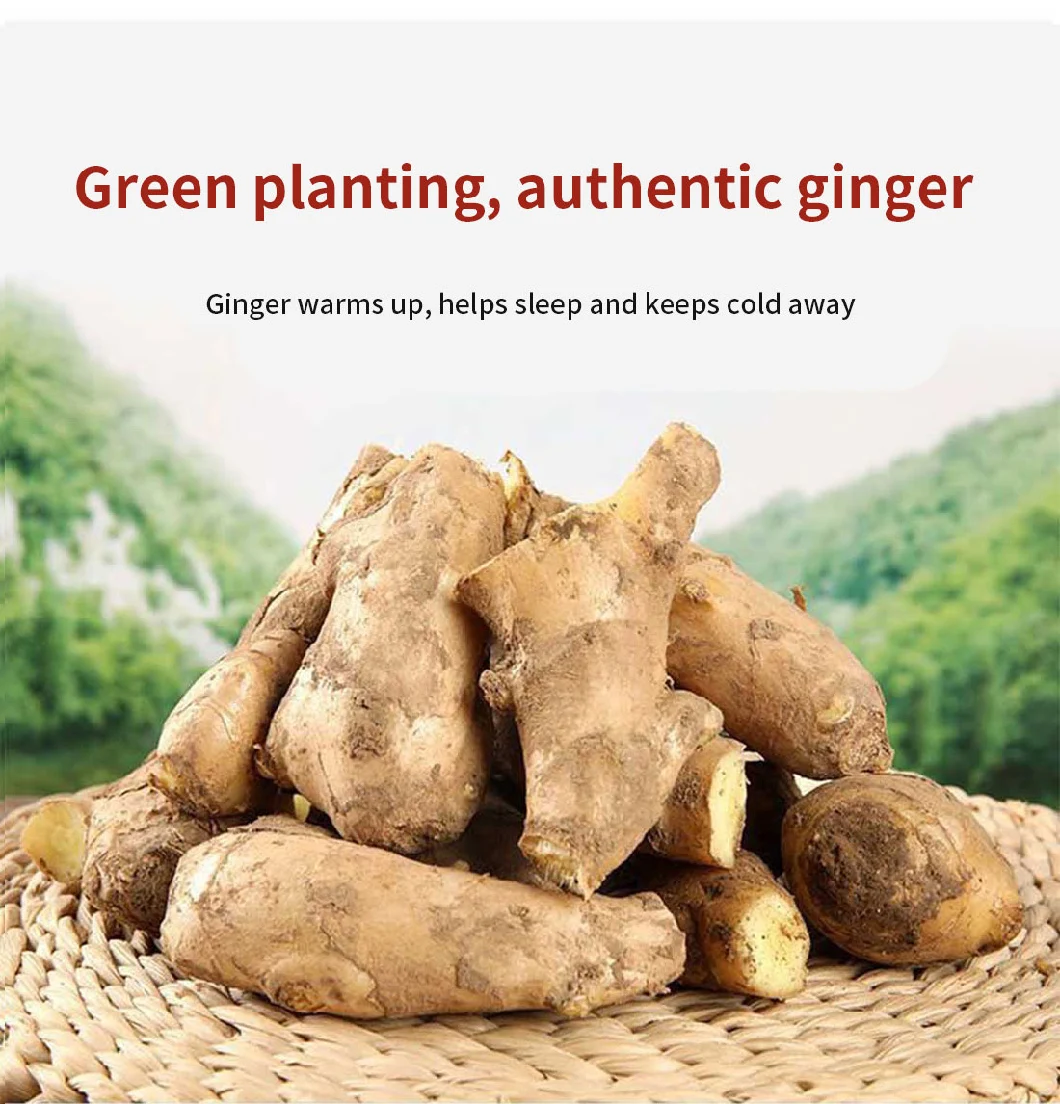 Chinese Wholesale Fresh Selected Ginger in Cartons Fresh Ginger with Brc Smeta Organic Certificate