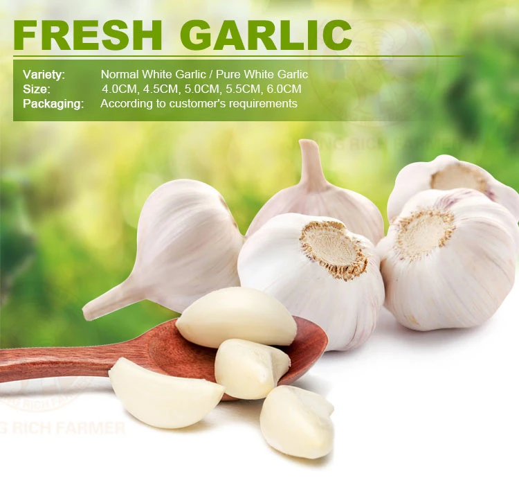 High Quality Fresh Peeled Garlic in vacuum Packing