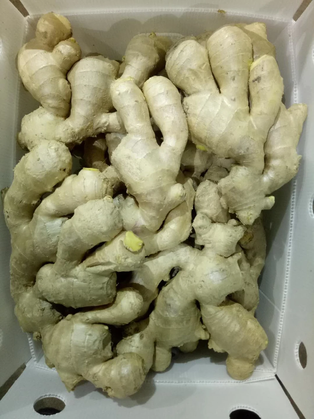 Wholesale Chinese Fresh Young Frozen Vegetable Food Air Dry Dried Pickled Slice Dehydrated Sushi Organic Crop Fat Yellow Ginger Price From Factory Supplier with