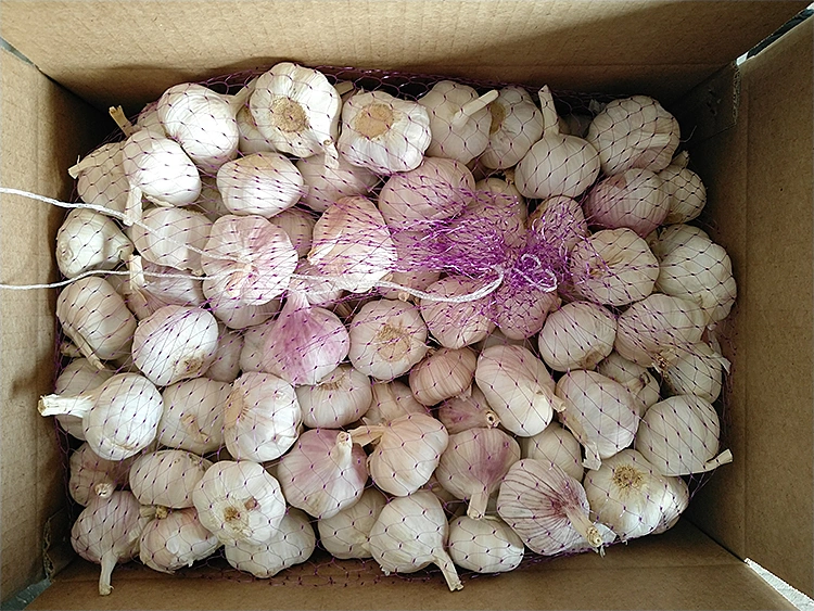 New Crop Fresh Vegetable Normal White Purple Garlic with High Quality