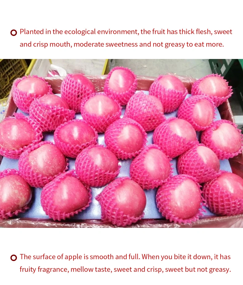 New Crop Fresh Shandong Blush Red Crsip FUJI Apples