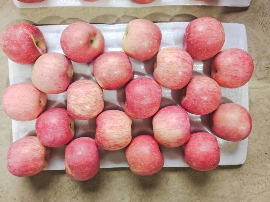 Yantai 2020 Fresh Apple Fujia Apple. FUJI Apple Orchard Wholesales