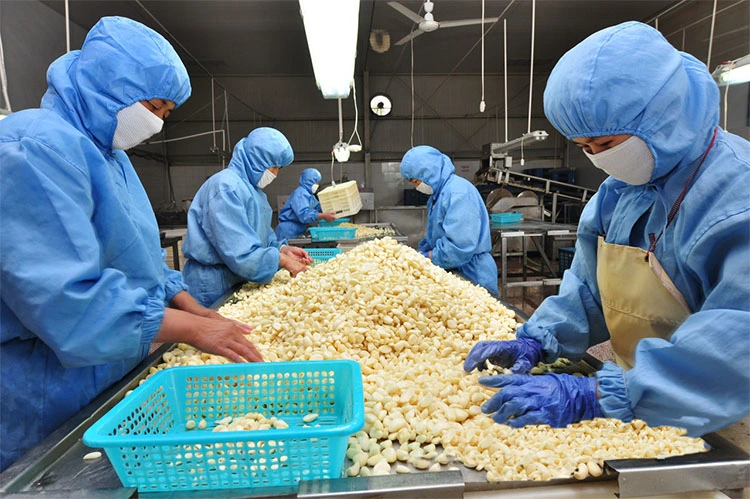 High Quality Fresh Peeled Garlic in vacuum Packing