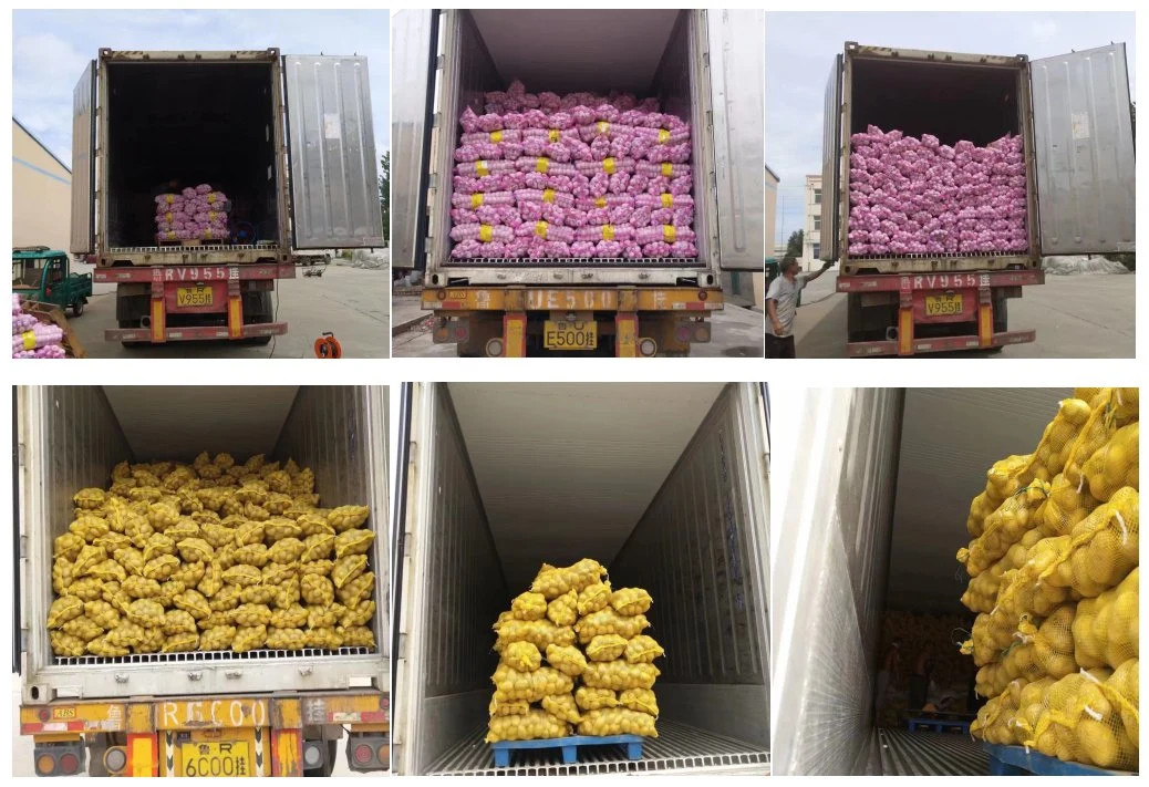 Fresh Ginger of Shandong China Origin for Export in Premium Quality