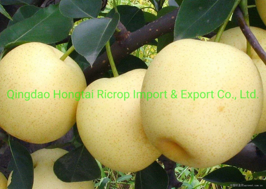 2022 New Crop Fresh Fruit Fresh Pear in Sweet Juicy Nashi/Ya/Fengshui/Diamond/Su