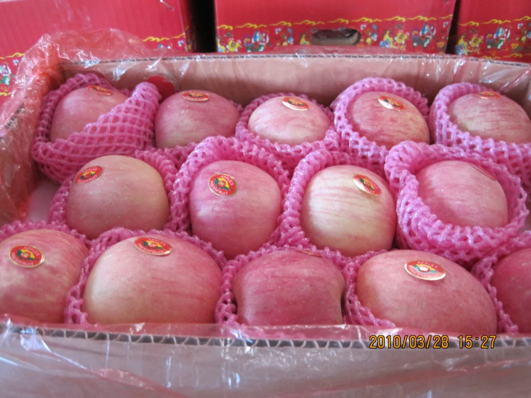 New Crop Fresh FUJI Apple From China Good quality with Better Price