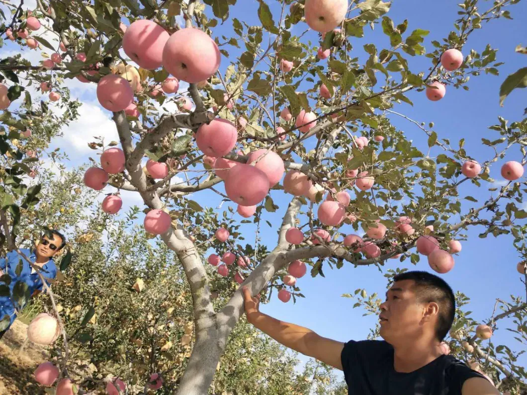 Yantai 2020 Fresh Apple Fujia Apple. FUJI Apple Orchard Wholesales