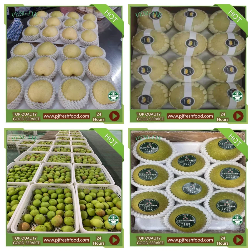 2023 Crop New Season Green Shandong Pear Fresh Crown Pear Ya Pear