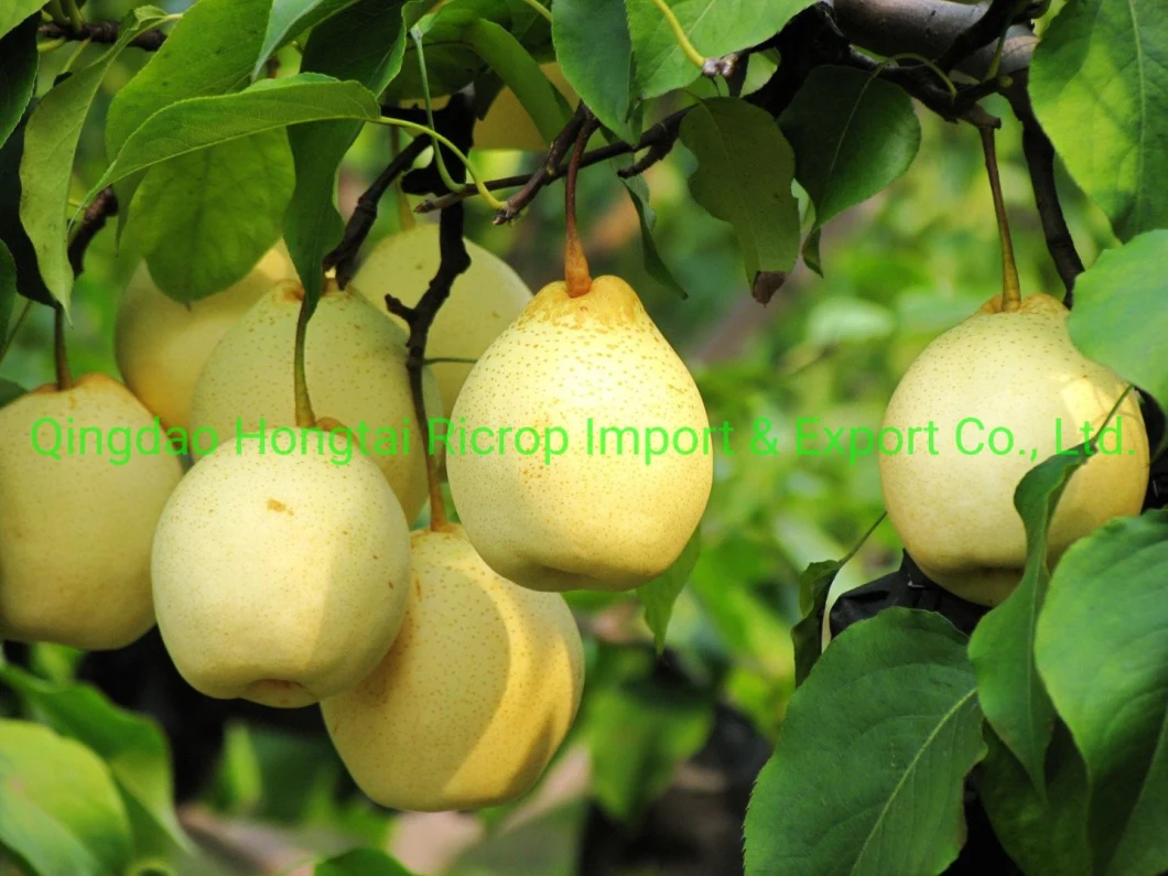 Selected Super Quality Fresh Fruit Fresh Ya Pear From Place of Origin