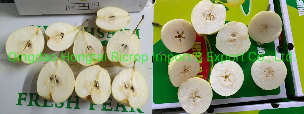 Selected Super Quality Fresh Fruit Fresh Ya Pear From Place of Origin