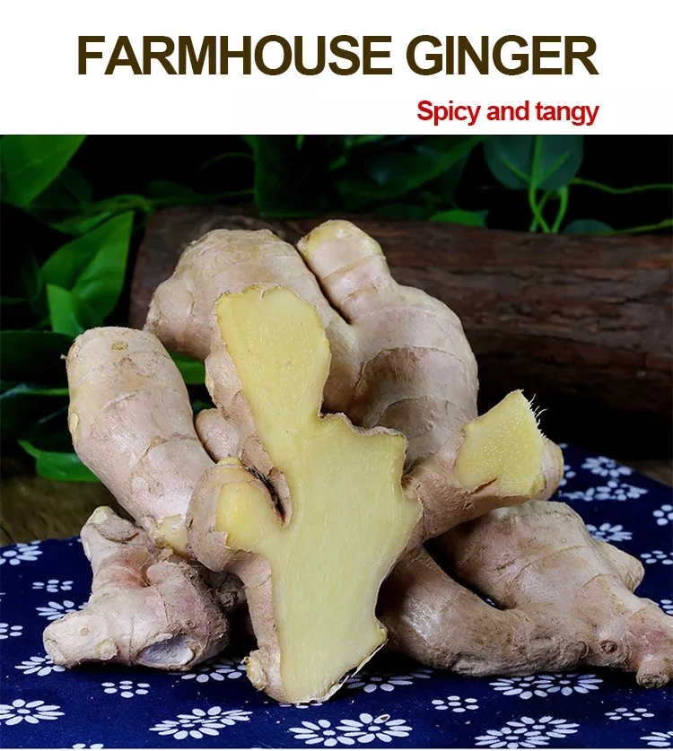 Health Food Fresh Ginger in Small Mesh Bags Gengibre Organic Ginger Fresh Green Ginger