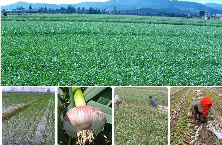 New Crop Good Quality Fresh Garlic From China