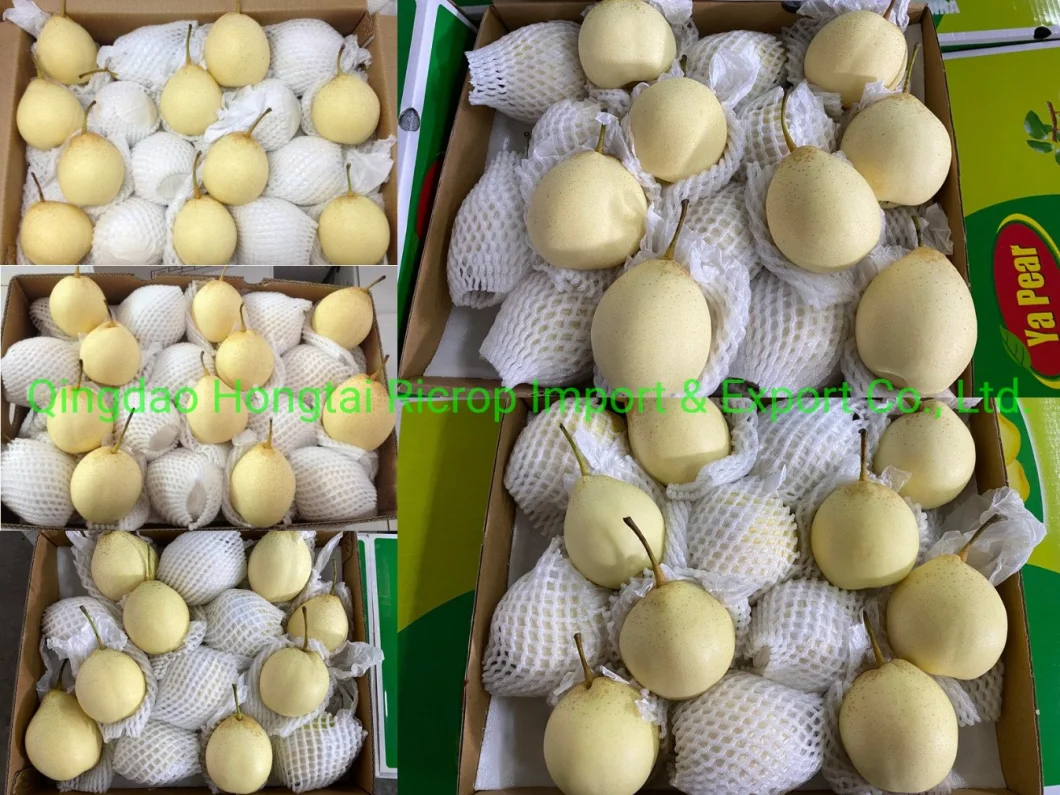 2022 New Crop Fresh Fruit Fresh Pear in Sweet Juicy Nashi/Ya/Fengshui/Diamond/Su