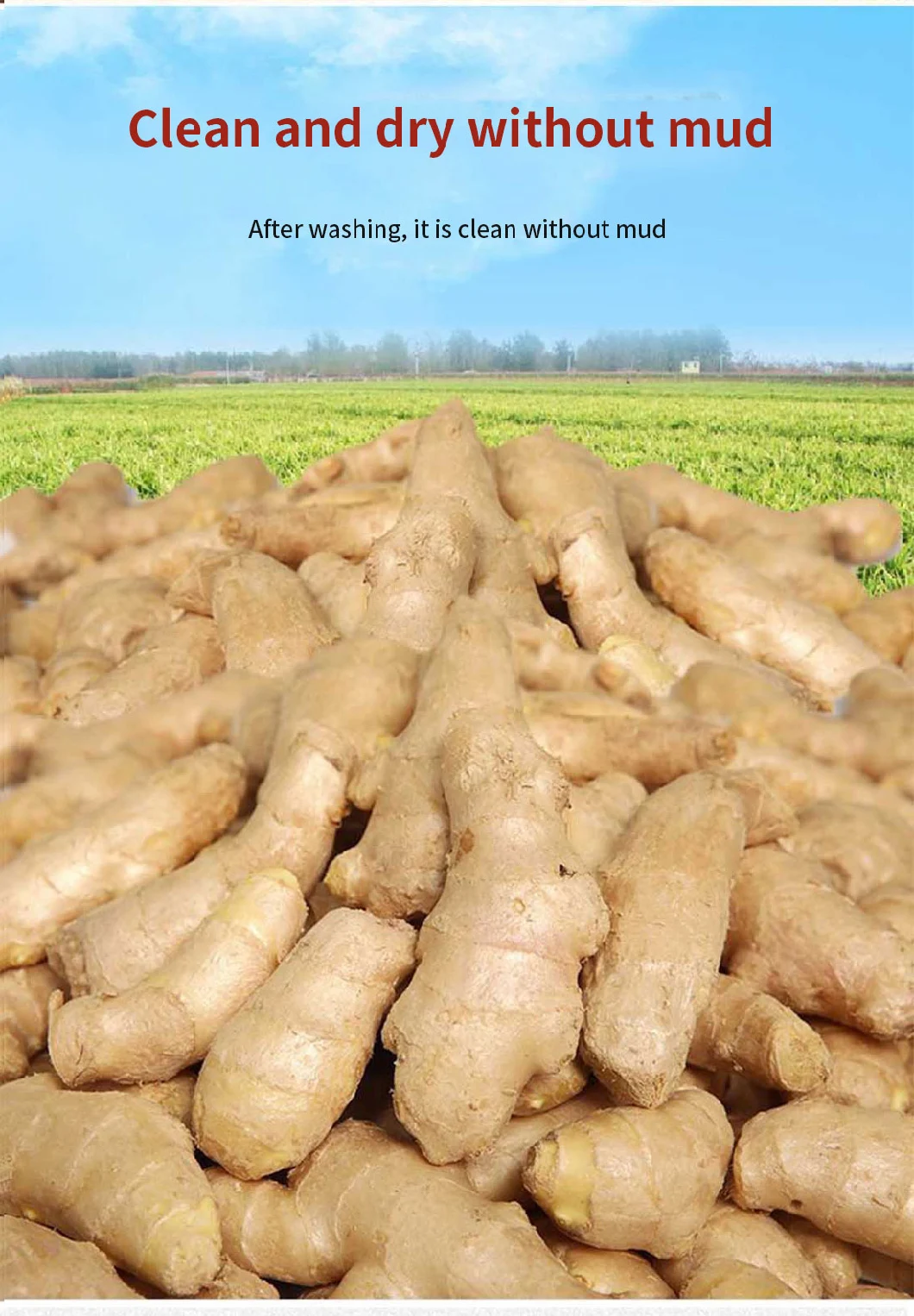 Chinese Wholesale Fresh Selected Ginger in Cartons Fresh Ginger with Brc Smeta Organic Certificate