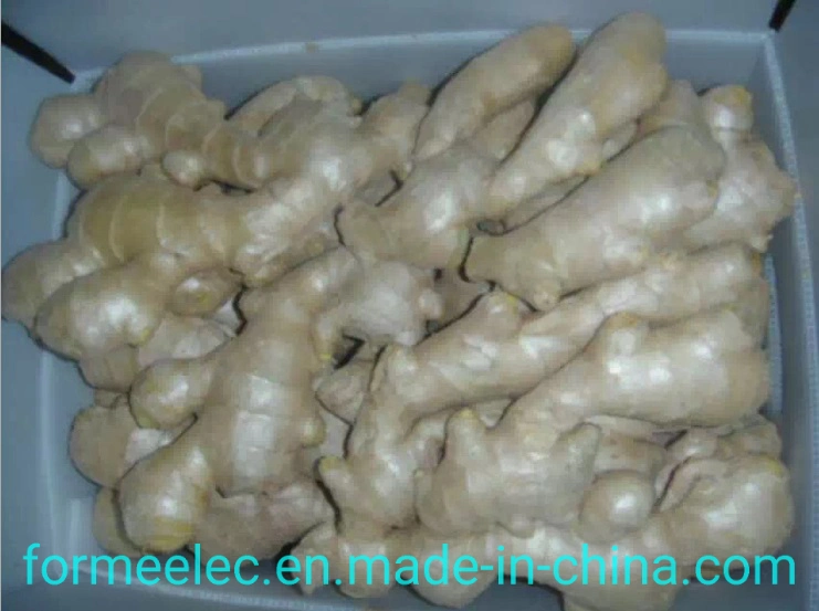 China Dry Ginger Chinese Ginger Air-Dried Ginger Fresh Ginger