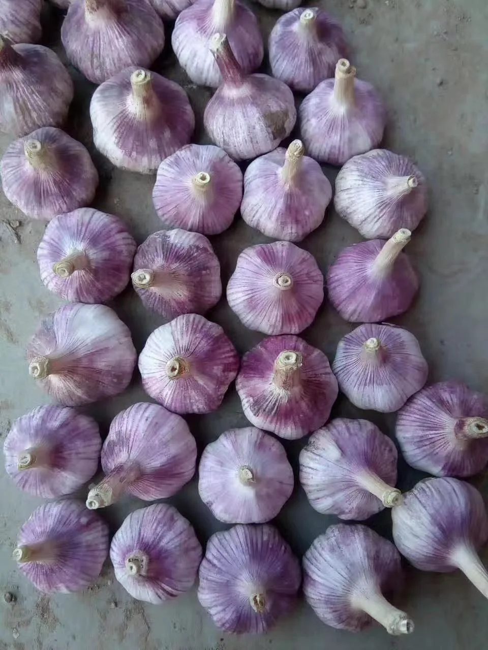 Good Quality Fresh Normal White Garlic