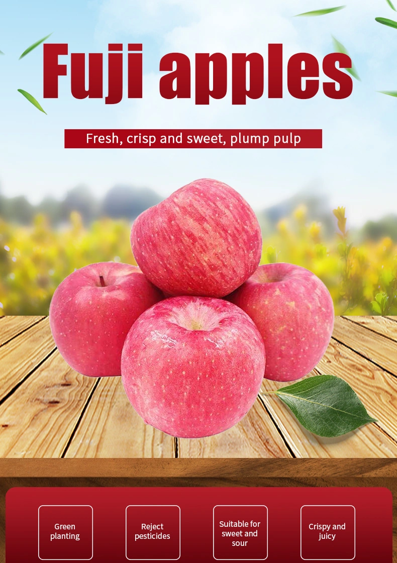 New Crop Fresh Shandong Blush Red Crsip FUJI Apples