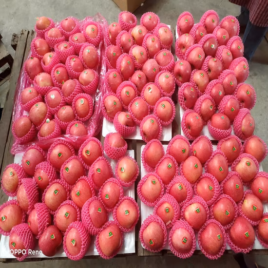 China Fruit Fresh Full Red FUJI Apple