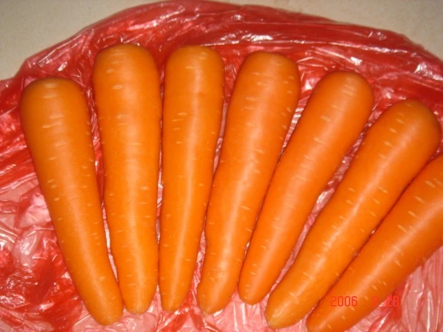 High Quality Chinese Fresh Carrot