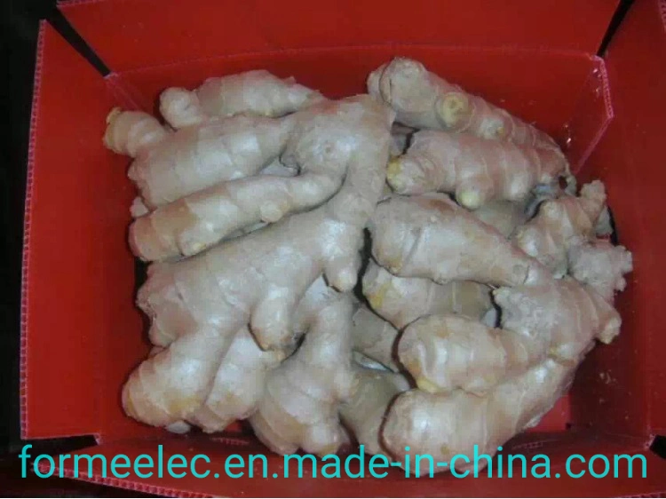 China Dry Ginger Chinese Ginger Air-Dried Ginger Fresh Ginger