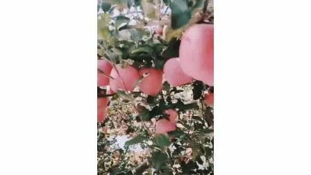 Nueva cosecha de manzana FUJI fresca