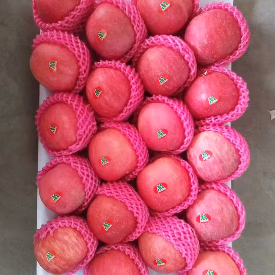 Nuevo cultivo a la venta Manzana FUJI fresca