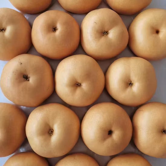 2022 Nueva Cosecha Precio de Fábrica Fruta Fresca Pera Nashi Fresca