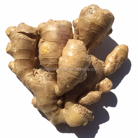 Golden Supplier New Crop Fresh Ginger (200g y más)