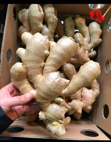 Jengibre seco al aire amarillo orgánico delicioso seleccionado chino