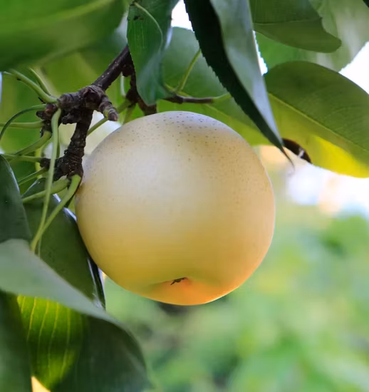 Pera china Ya de buena calidad