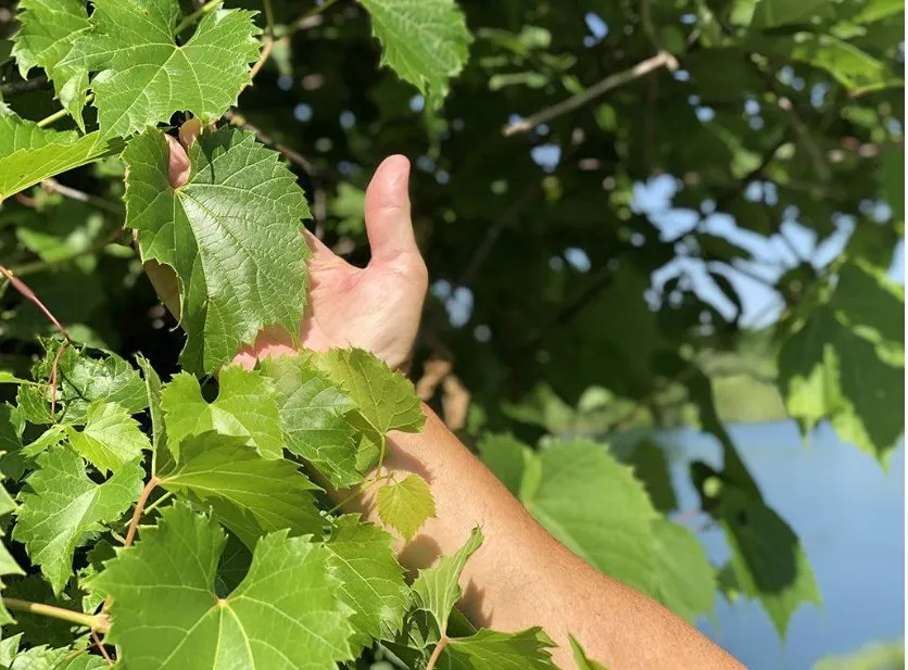 Hojas de parra en bidones de plástico en salmuera