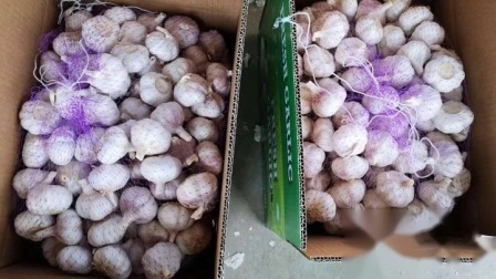 Nueva venta al por mayor de Shandong, buen precio, exportación, solo, puro, pelado, fresco, seco, Normal/Super blanco, ajo deshidratado