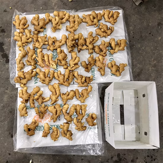Nuevo cultivo China Origen Tamaño 100-150-200-250g hasta Súper calidad Precio barato Jengibre fresco Precio de jengibre Dubai